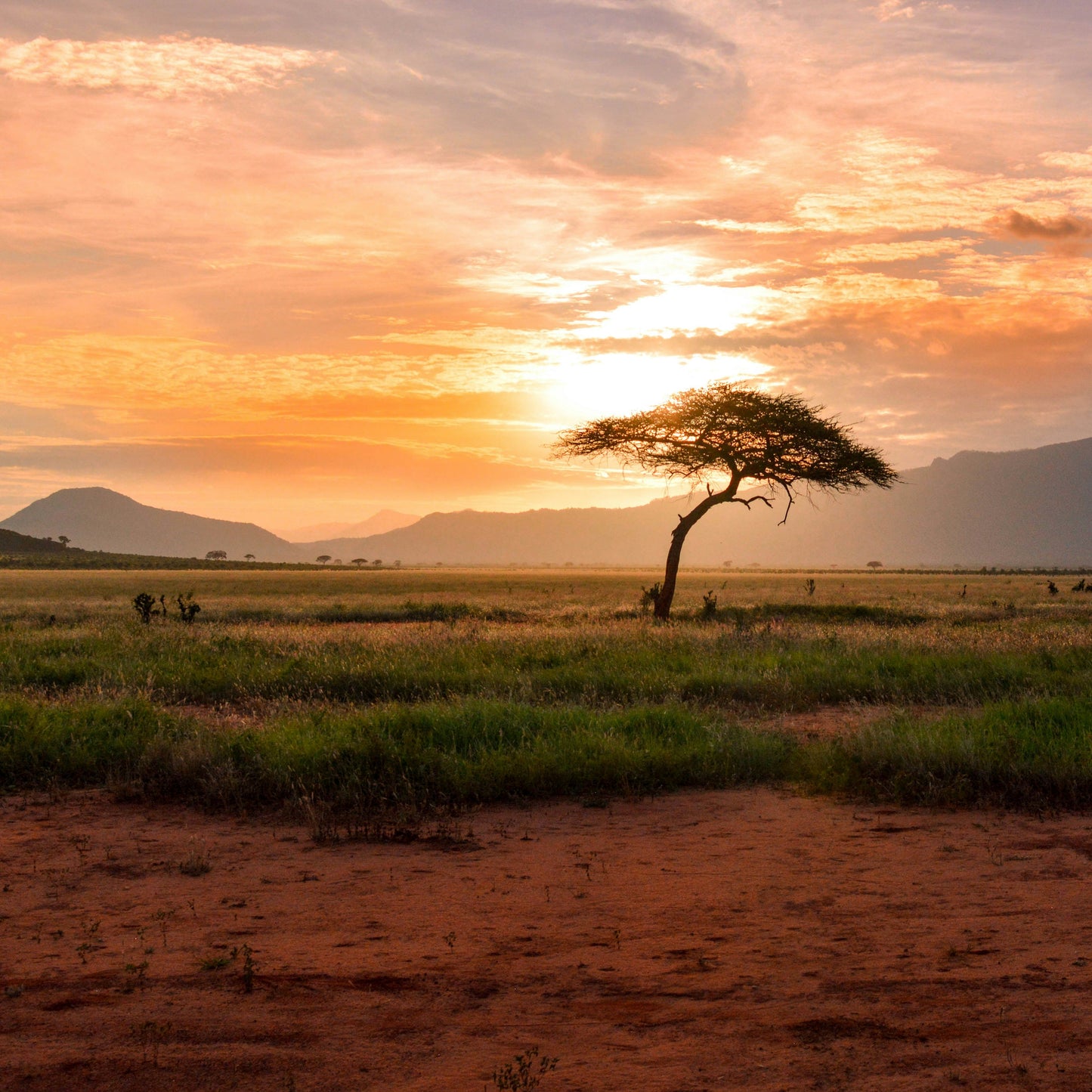 Half Day Trip - Sunset Safari