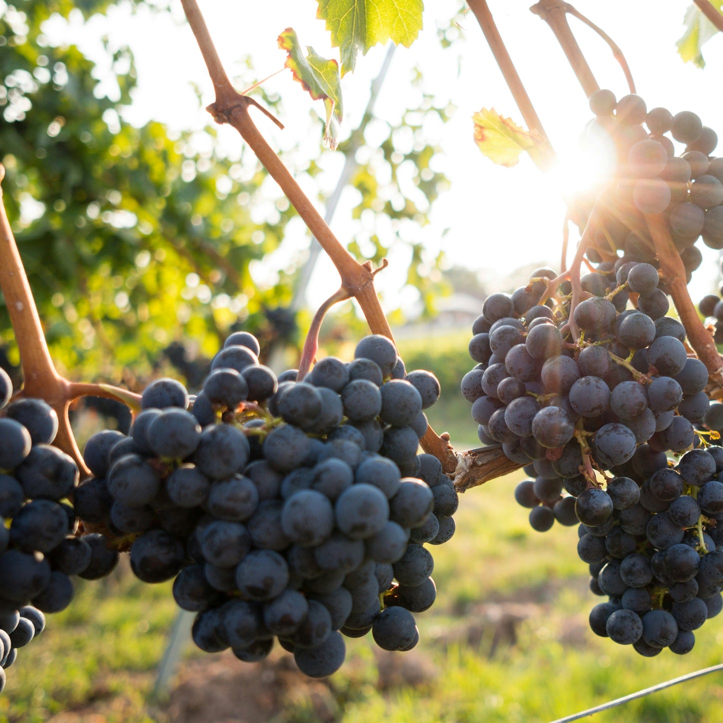 Stellenbosch Wine Tractor Tickets