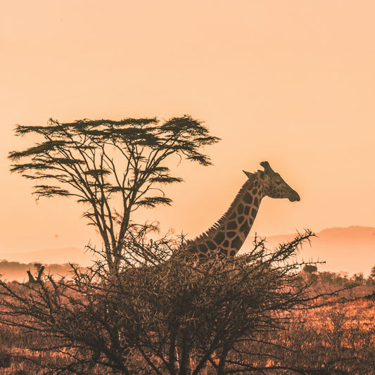 Half Day Trip - Sunset Safari