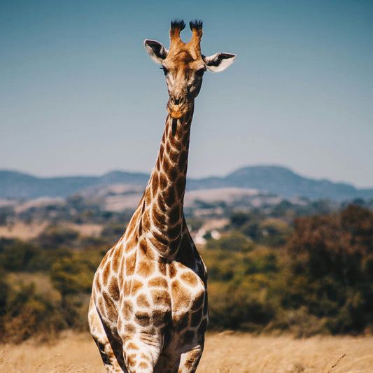 Half Day Trip - Afternoon Safari