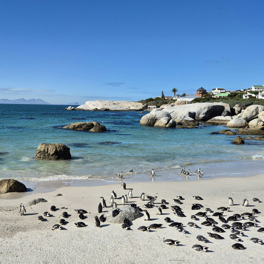 Cape Point & Boulders Day Tour