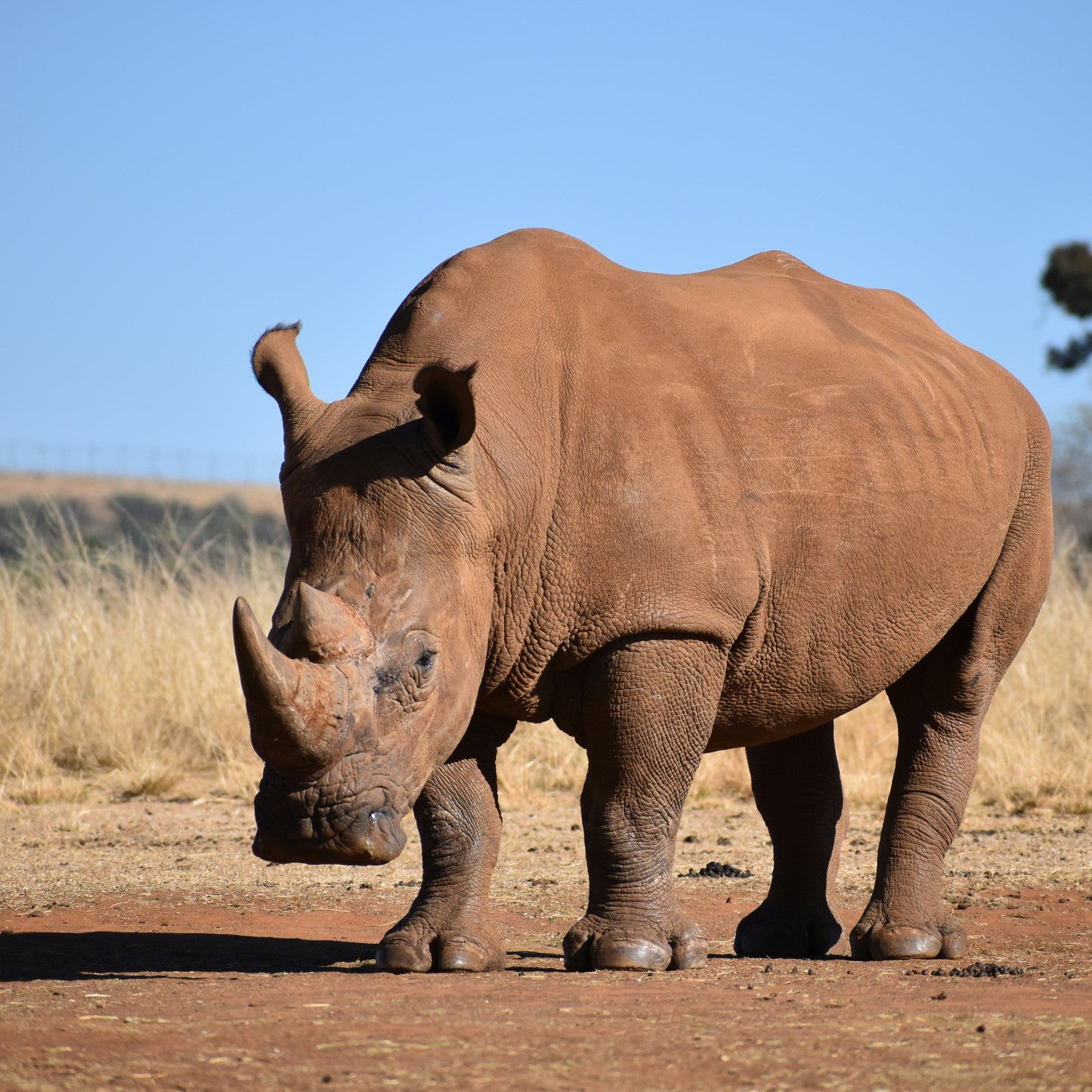 Half Day Trip - Afternoon Safari