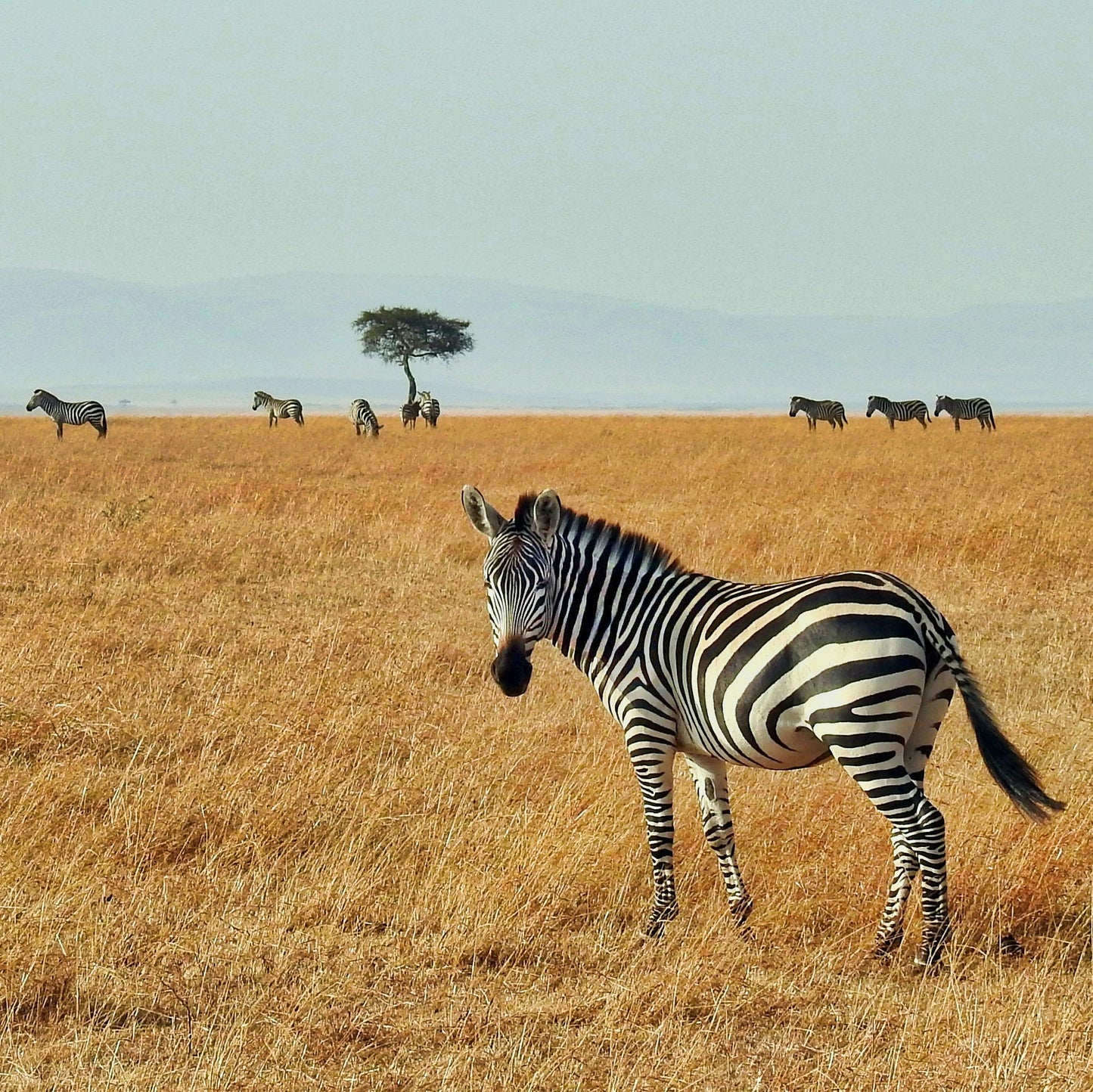Half Day Trip - Early Morning Safari