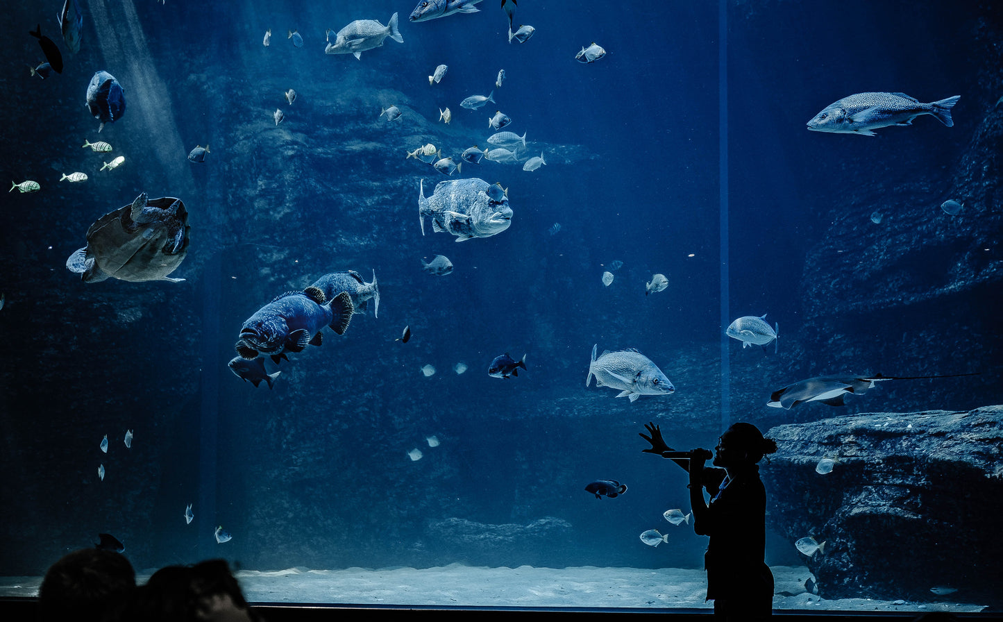 Two Oceans Aquarium