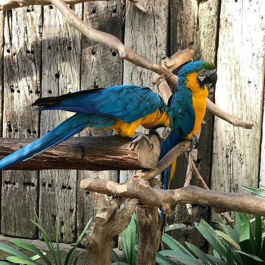 World of Birds Tickets