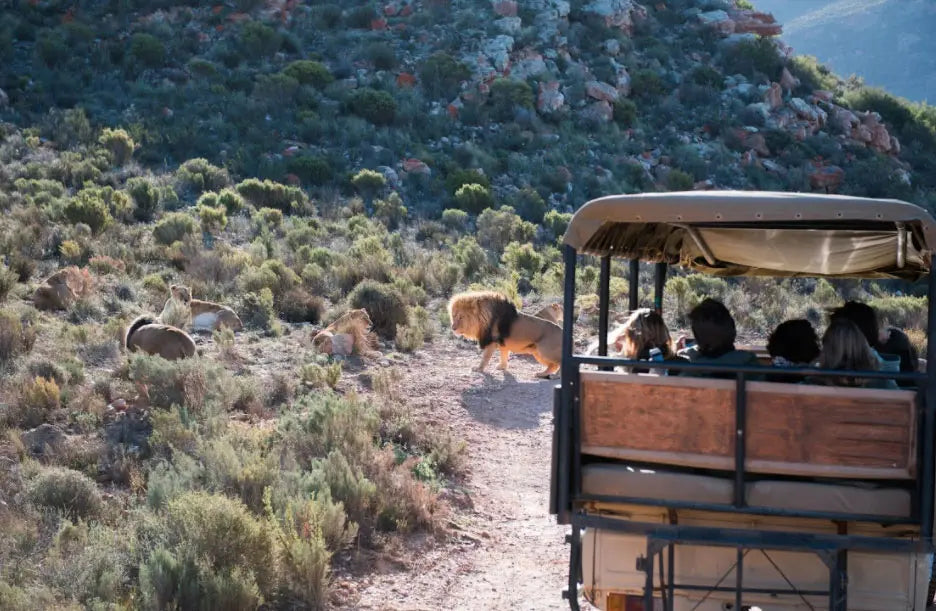 Aquila Safari Half & Full Day Tours