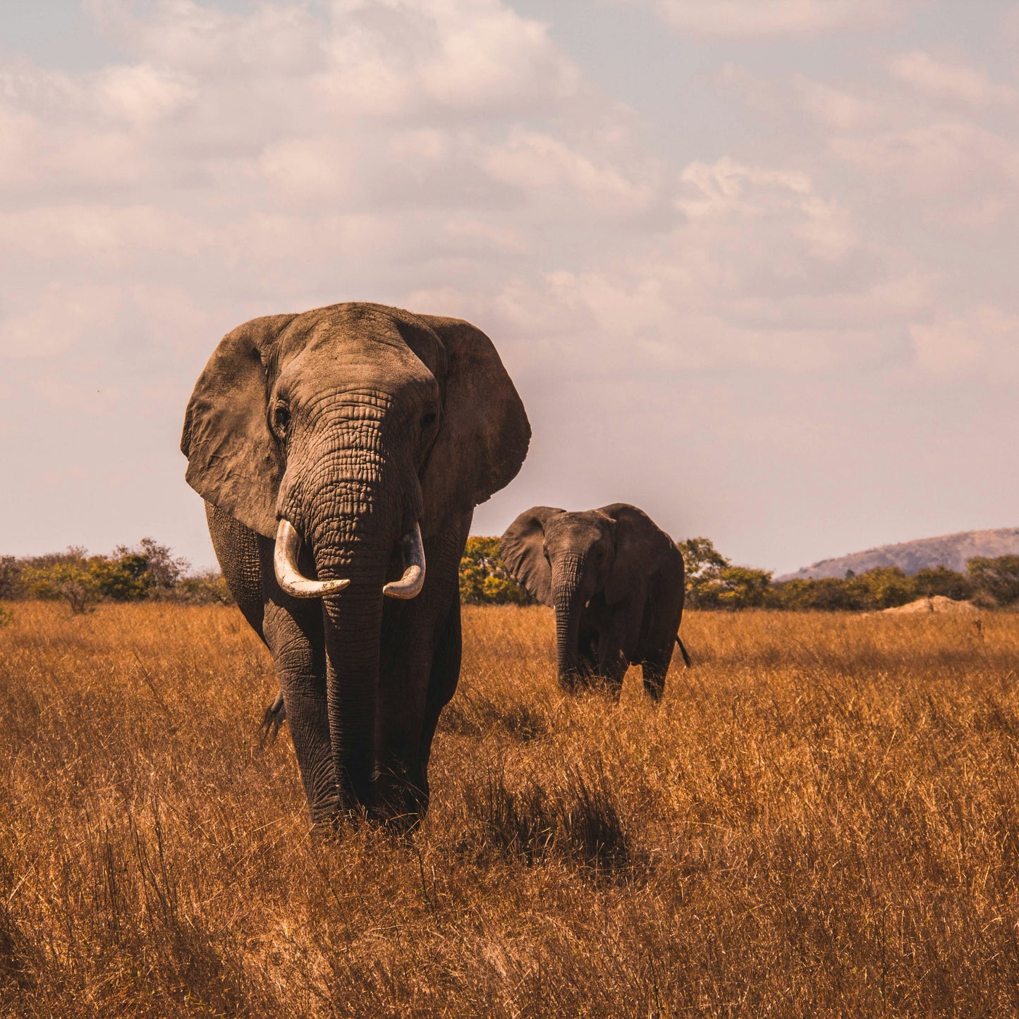 Half Day Trip - Early Morning Safari