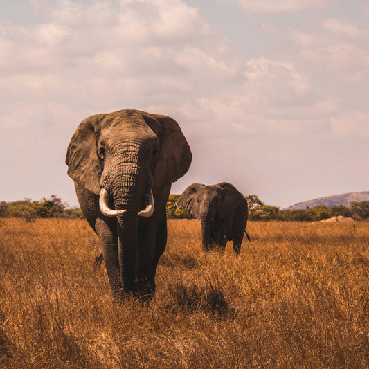 Half Day Trip - Early Morning Safari