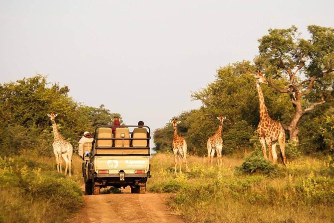 Full Day Trip - Traditional Safari