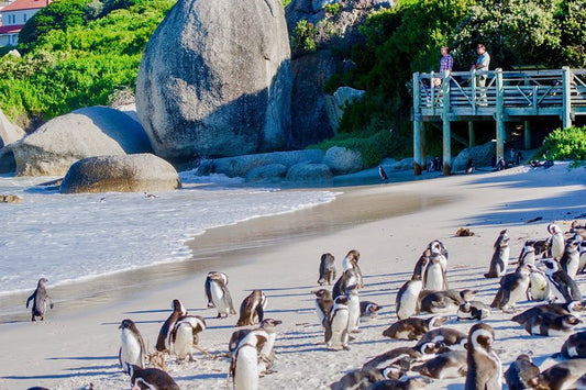 Cape Point & Boulders Day Tour *8 Hours*