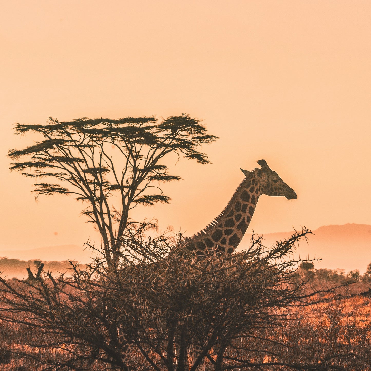 Half Day Trip - Sunset Safari