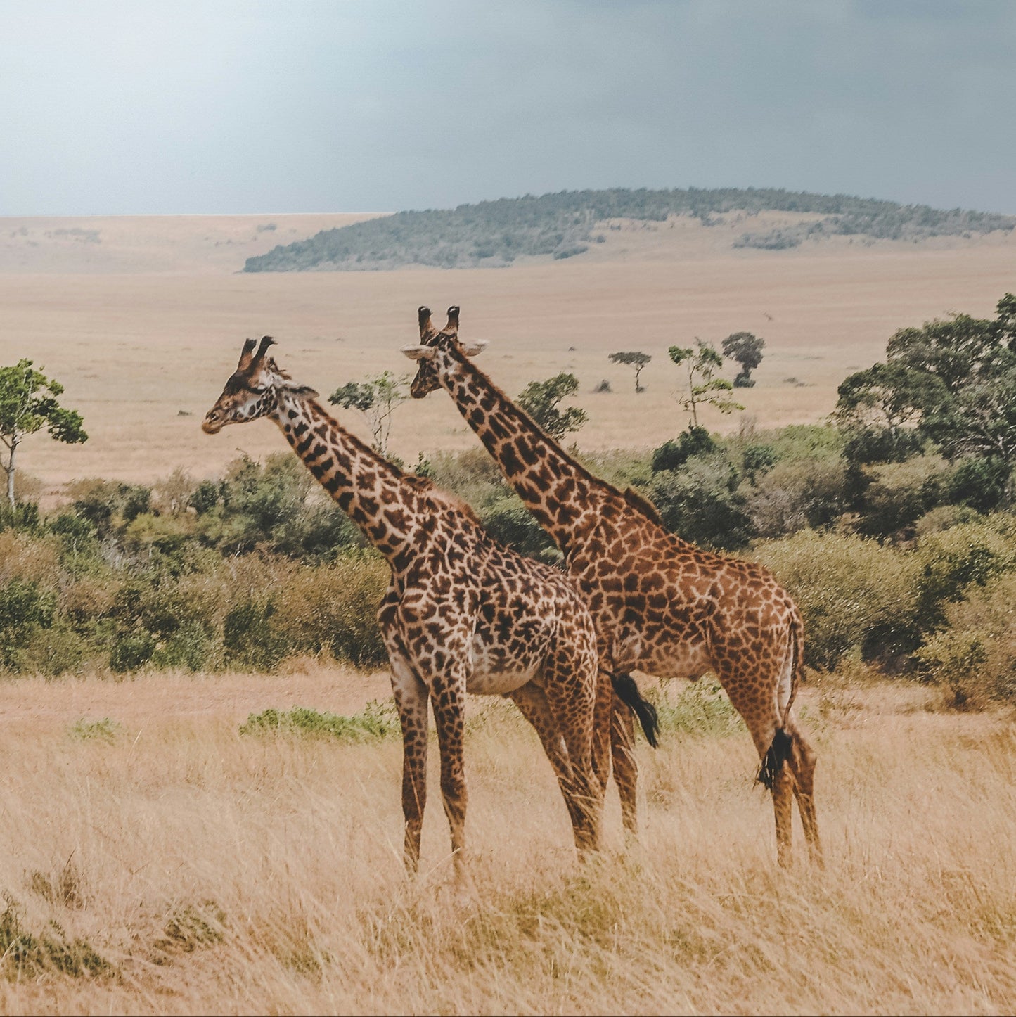Full Day Trip - Traditional Safari