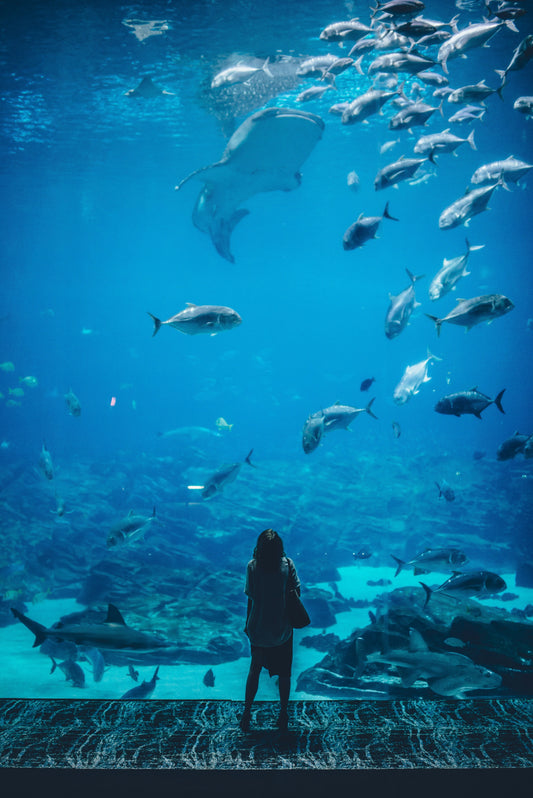 Two Oceans Aquarium
