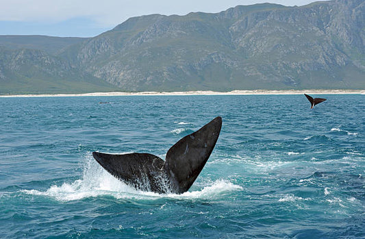 Hermanus Whale Watching and Sightseeing Day Trip *8 Hours*