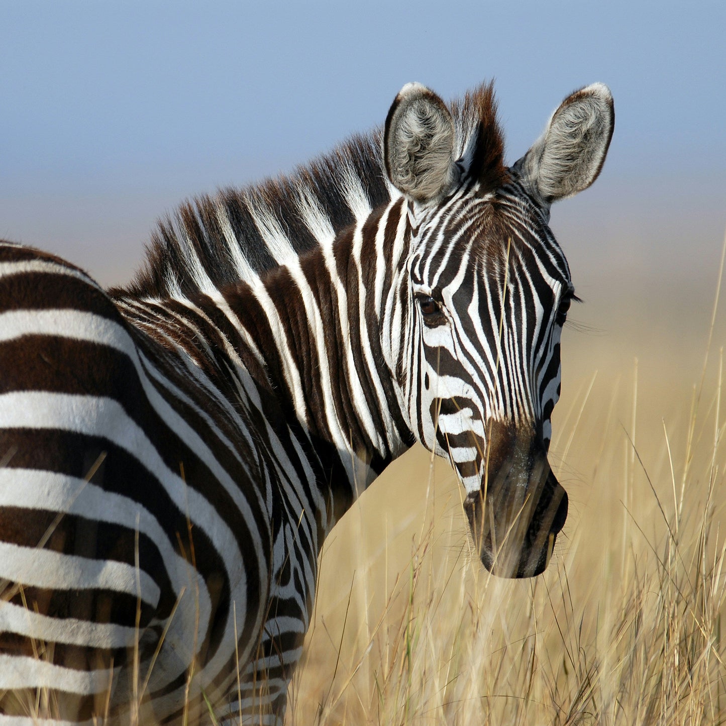 Half Day Trip - Sunset Safari