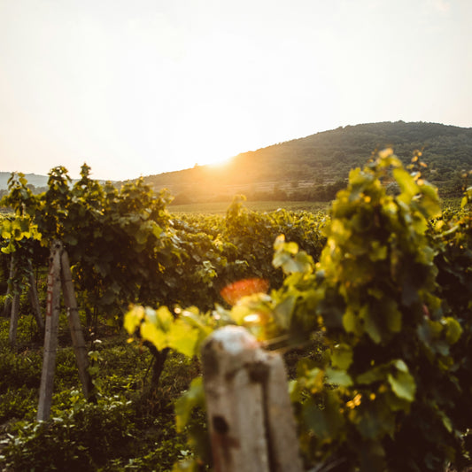 Stellenbosch & Franschhoek Scenic Winery Day Tour