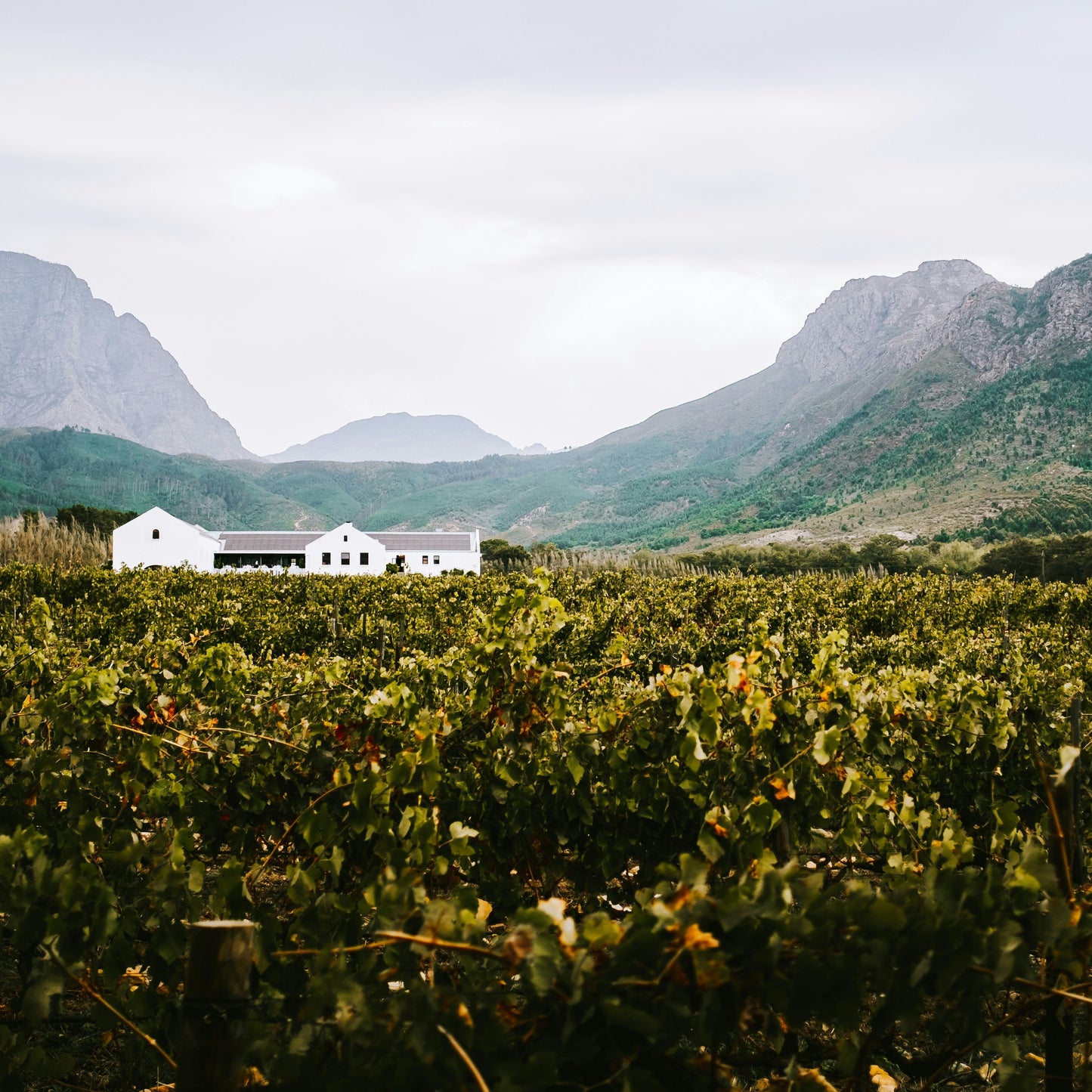Stellenbosch & Franschhoek Scenic Winery Day Tour
