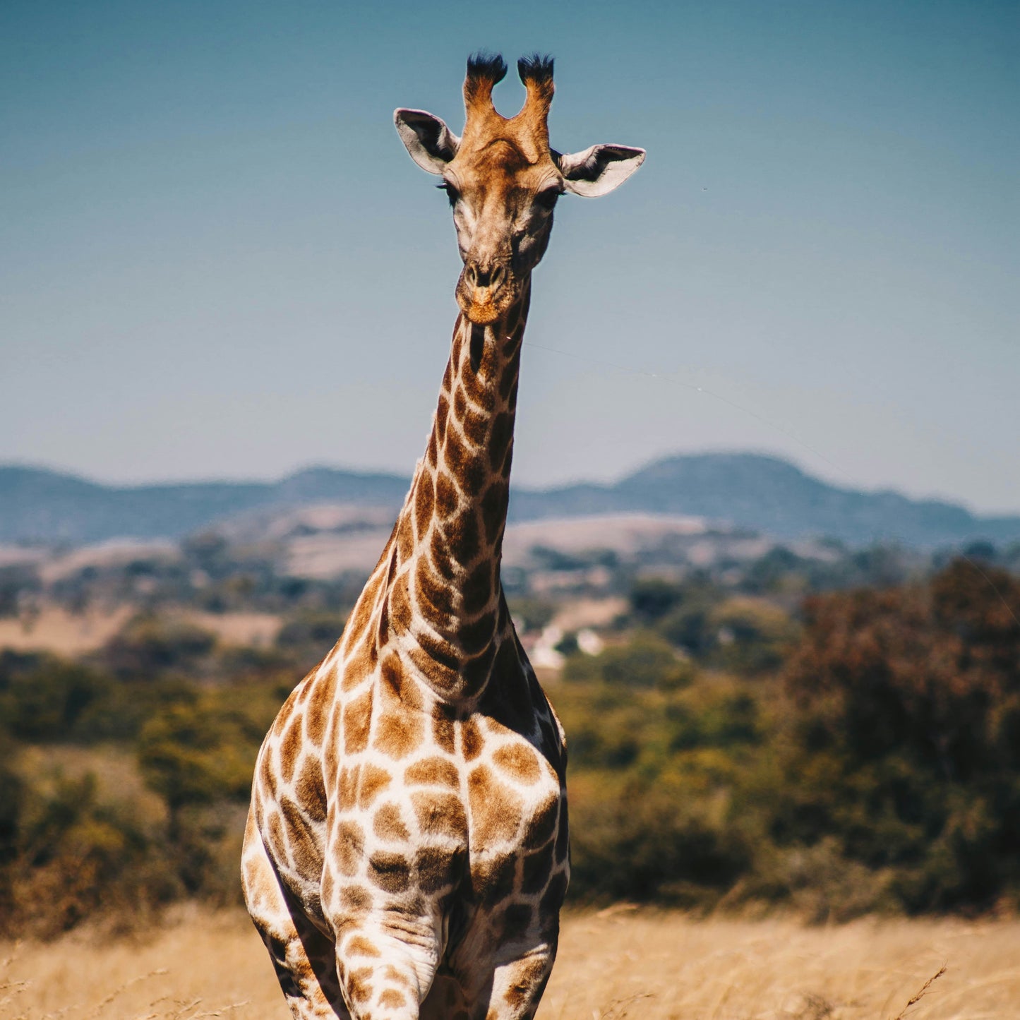 Half Day Trip - Afternoon Safari