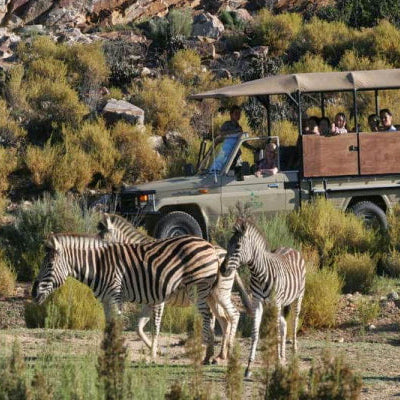 Full Day Trip - Traditional Safari