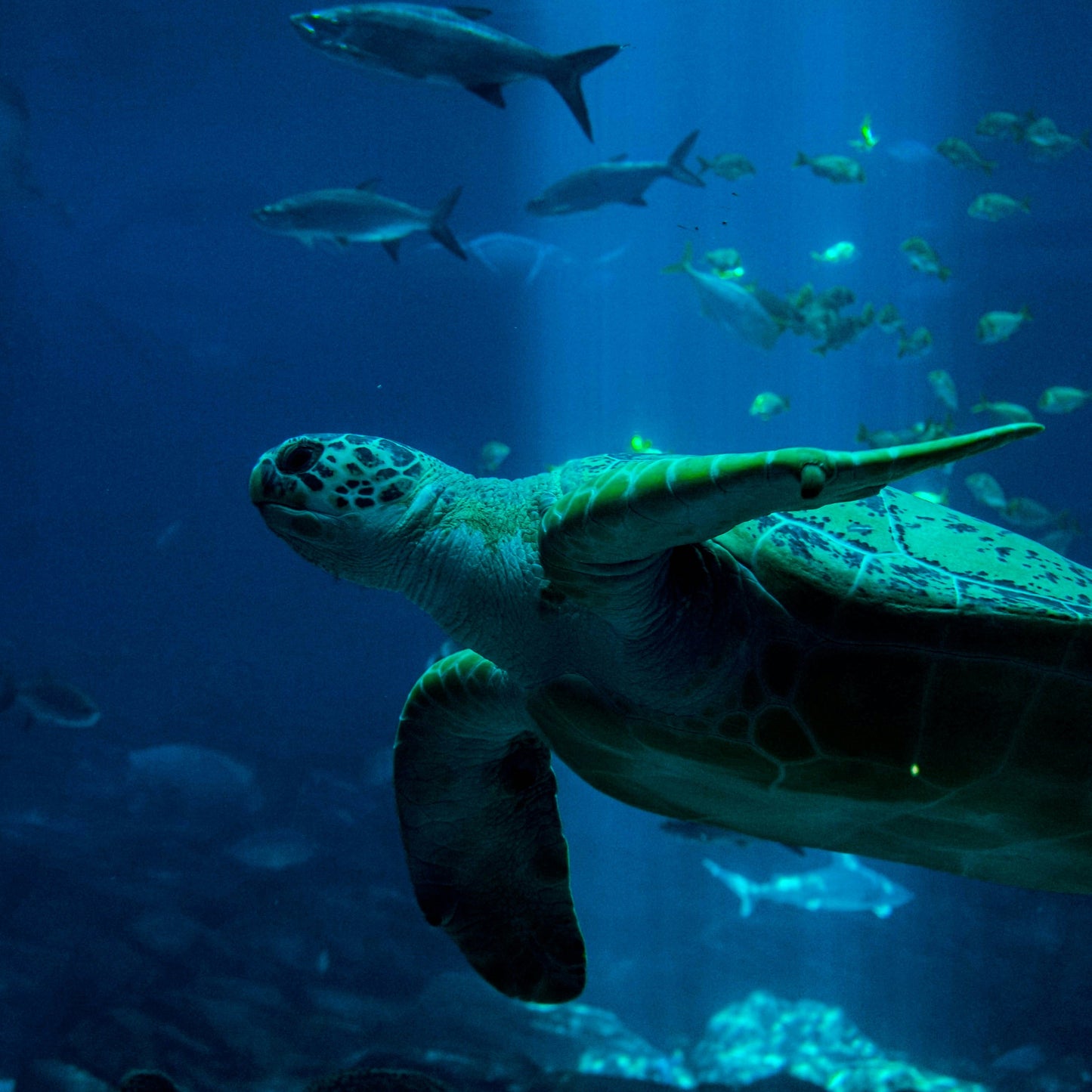Two Oceans Aquarium Tickets