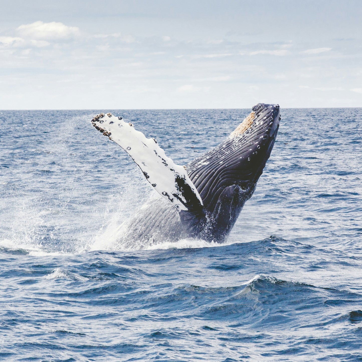 Hermanus Whale Watching & Sightseeing Day Tour