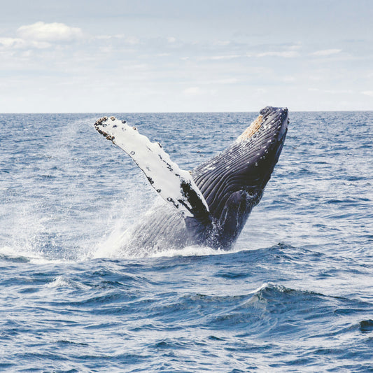 Hermanus Whale Watching & Sightseeing Day Tour