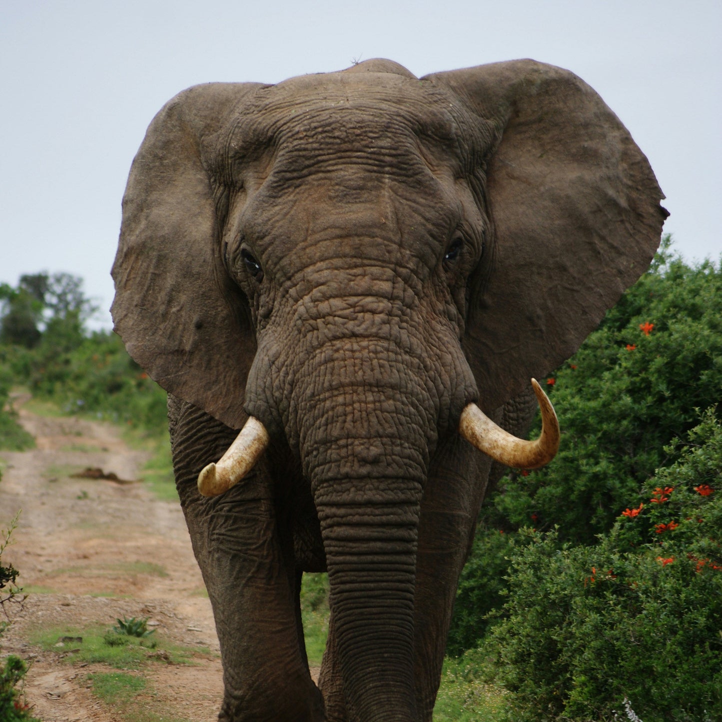 Half Day Trip - Afternoon Safari